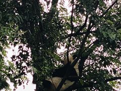 -成都大熊猫繁育研究基地