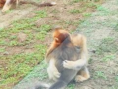 -大连森林动物园