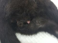 -北京观赏动物医院·24小时大型综合·猫专科·异宠专科