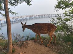 -星海湾跨海大桥