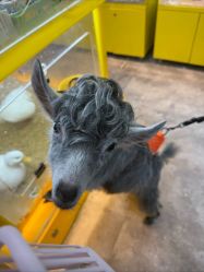 -神奇动物撸宠馆·羊驼·小浣熊·异宠(豫园店)