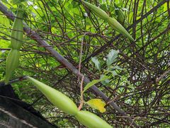 -广州神农草堂中医药博物馆