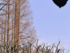 -上海醉白池公园