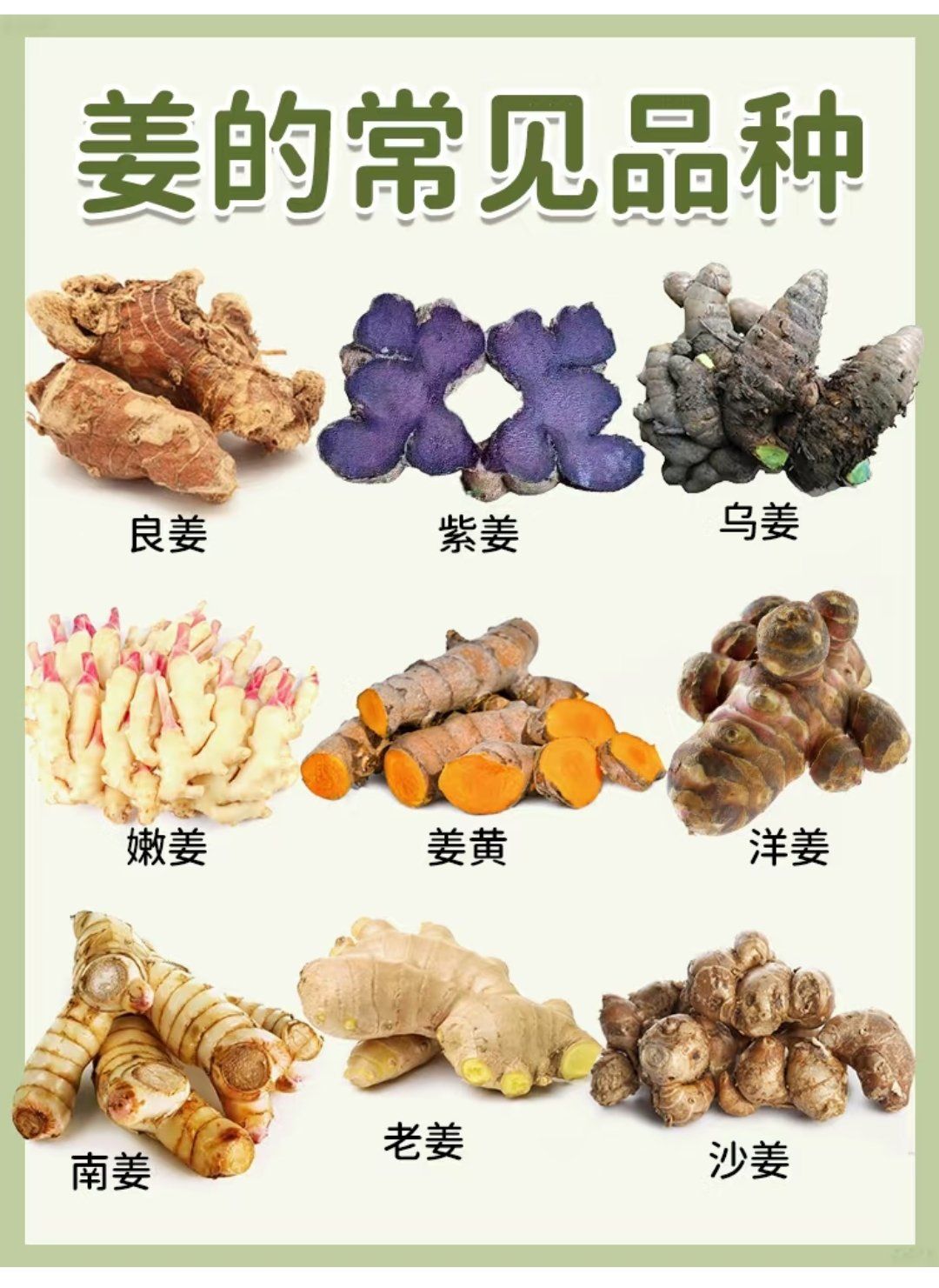 姜的种类大揭秘