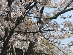 -高东镇樱花园