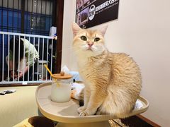-逗柴咖啡屋·狗咖猫咖宠物桌游