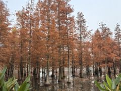 -白鹭湾湿地公园