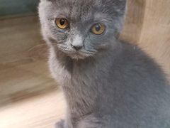 -BABIT巴比特宠物(MOMOPARK店)