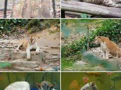 -广州长隆野生动物世界