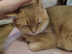 -共舞时光猫咖·狗咖(新街口店)