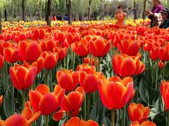 -洛阳郁金香牡丹园