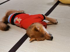 -逗柴咖啡屋·狗咖猫咖宠物桌游