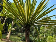 -中国科学院西双版纳热带植物园