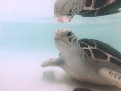 -广东惠东海龟国家级自然保护区