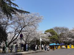 -武汉大学-樱园