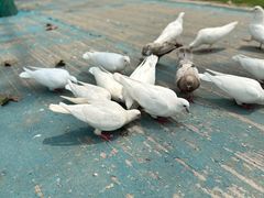 -合肥滨湖国家森林公园