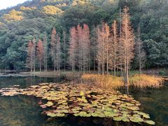 -广州市石门国家森林公园