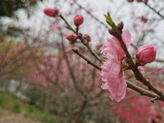 -秀丽东方
