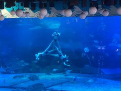 -烟台海昌鲸鲨海洋公园