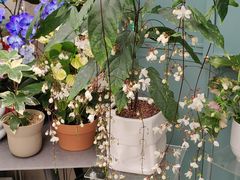 -紫荆广场·花漫里