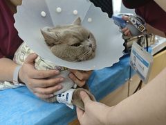 -美联众合动物医院·24h京西诊疗中心