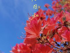 -上海滨江森林公园