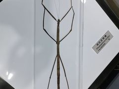 -上海昆虫博物馆