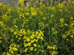 -小八仙·宴(三峡茶庄店)