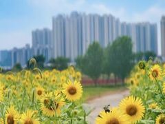 -洋湖国家湿地公园