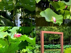 -陈家山荷花公园