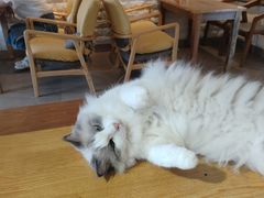 -猫咖时代(中山亭店)