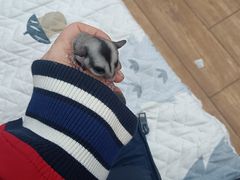 -瑞派·关忠动物医院·异宠专科·犬猫肿瘤·皮肤专科(望京店)