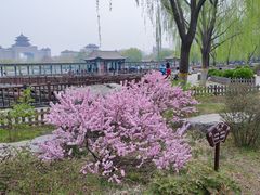 -莲花池公园