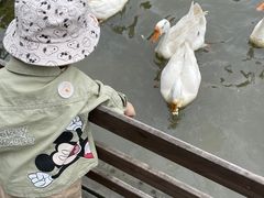 -田园东方蜜桃村的田野营地