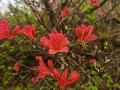 -木兰云雾山
