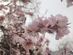 -桃花堤公园