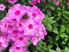 -黑龙江省森林植物园