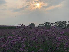 -光明小镇欢乐田园