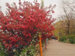 -长白岛森林公园