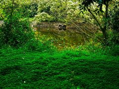 -南宁良凤江国家森林公园