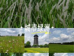 -洋湖国家湿地公园
