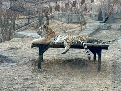 -大连森林动物园