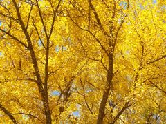 景点-遵化市禅林寺古银杏风景园
