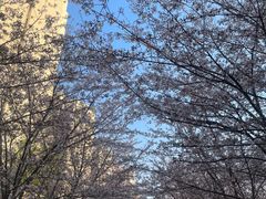 -高东镇樱花园