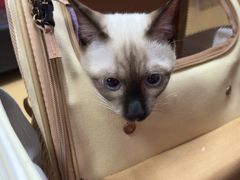 -瑞派天宁宠物医院·猫科·异宠中心