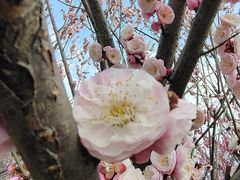 -香雪海