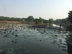 景点-大湾区中央湿地公园