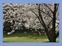 -顾村公园