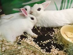 -藦茜花园宠物主题亲子互动体验馆(国顺东路店)