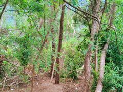 -青龙山国家森林公园